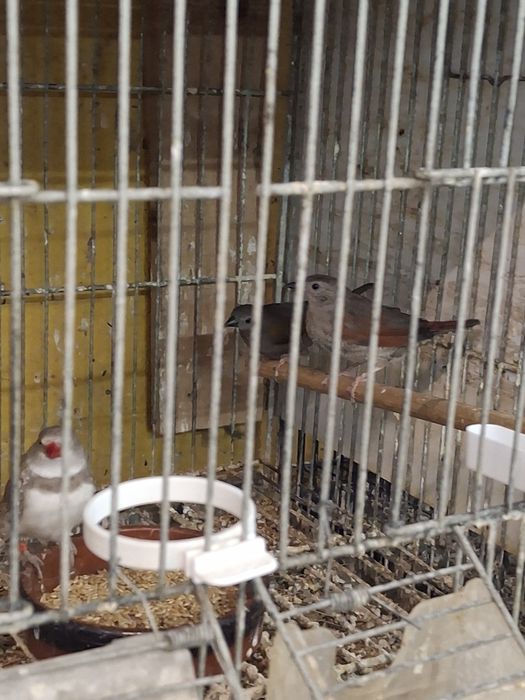 Vendo femea pitylia asa amarela