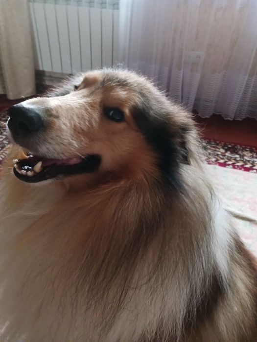 В'язка Коллі (Шотландець)