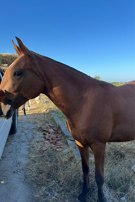 vendo poldra lusitana pura com 2 anos