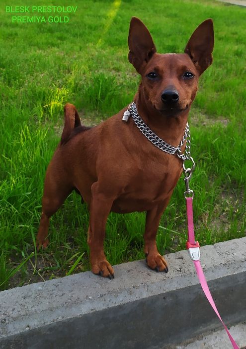 Щенки Цвергпинчера с Родословной КСУ