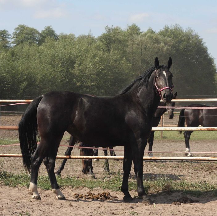 *** Młoda klacz śląska ***