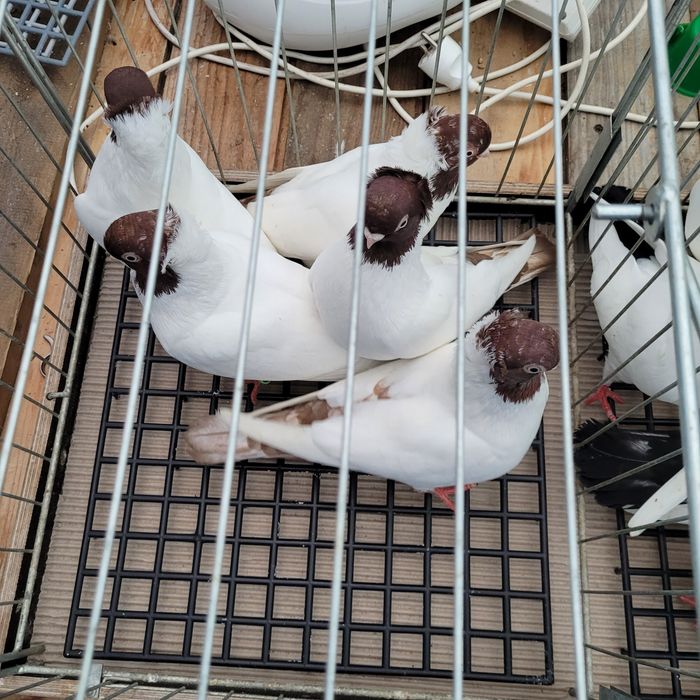 Barwnogłówka poznańska czarna, czerwona