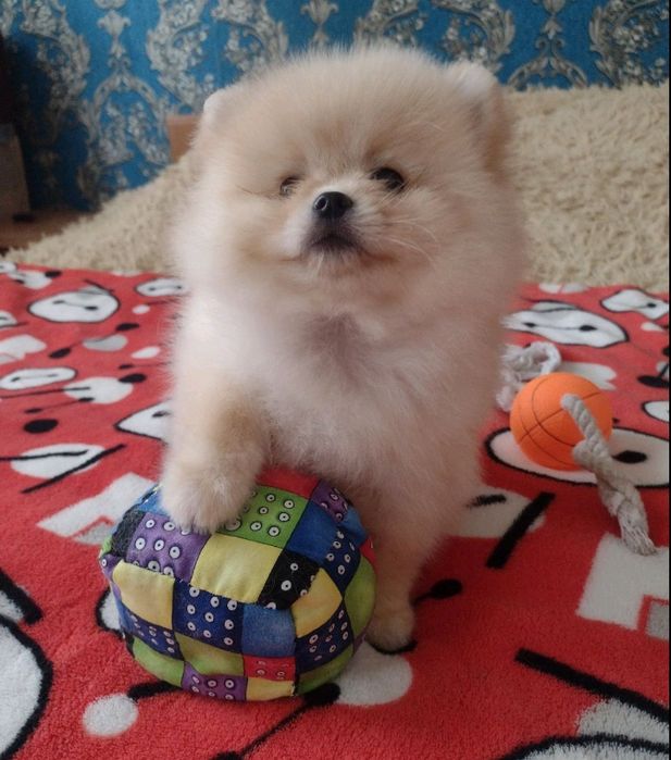 хлопчик та дівчинка !