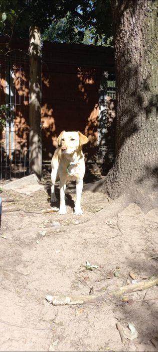 Labrador mix Milo do adopcji