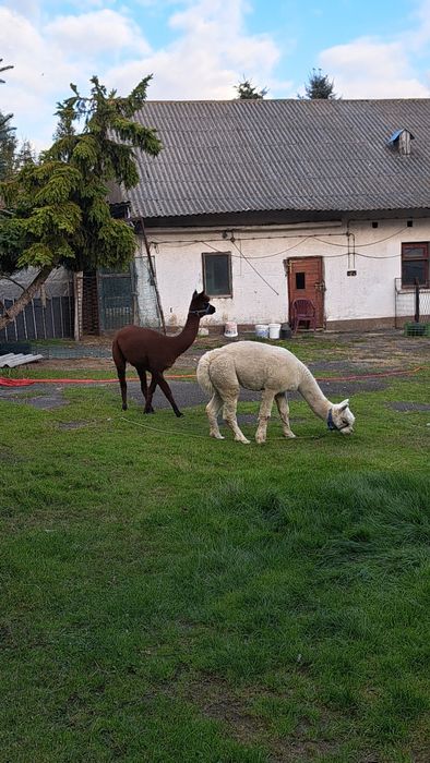 Alpaki para sprzedam