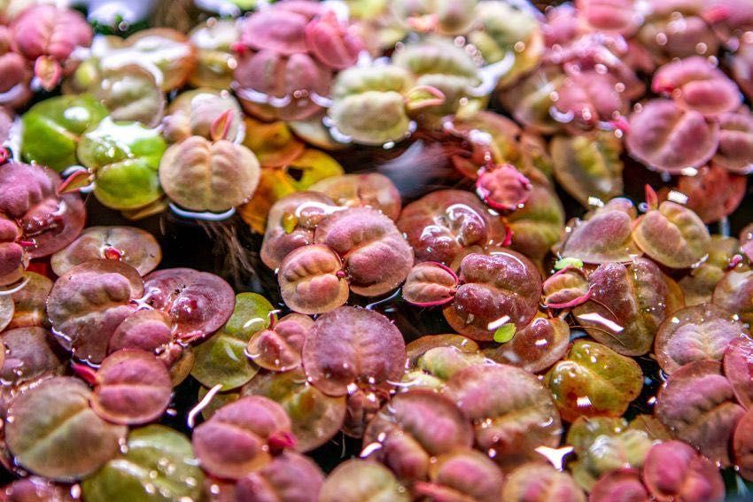 Red Root Floater (Phyllanthus fluitans) – Planta Flutuante Vermelha