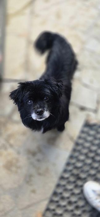 Do adopcji malutki piesek
