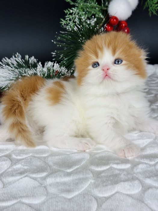 Шотландський хлопчик фолд.