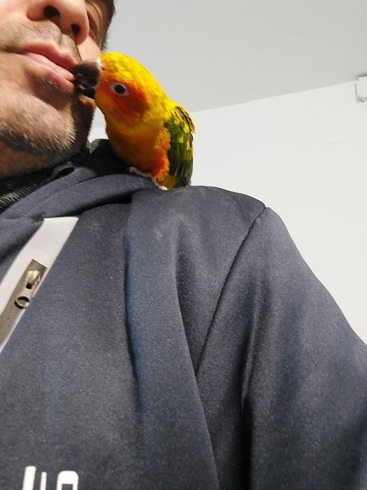 Aratingas criadas à mão.