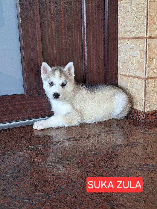 Husky Syberyjski