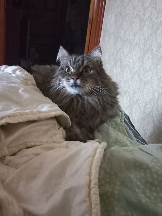 Отдам пушистую сибирскую кошку, стерилизована, 10 лет