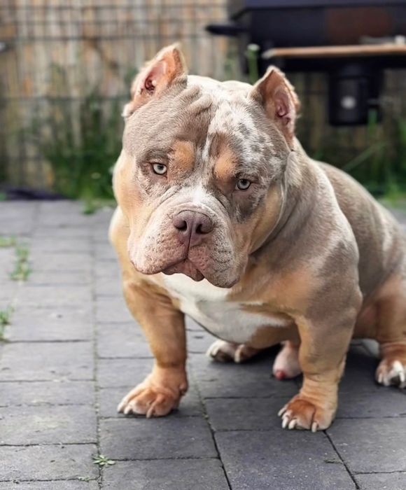 American bully Micro