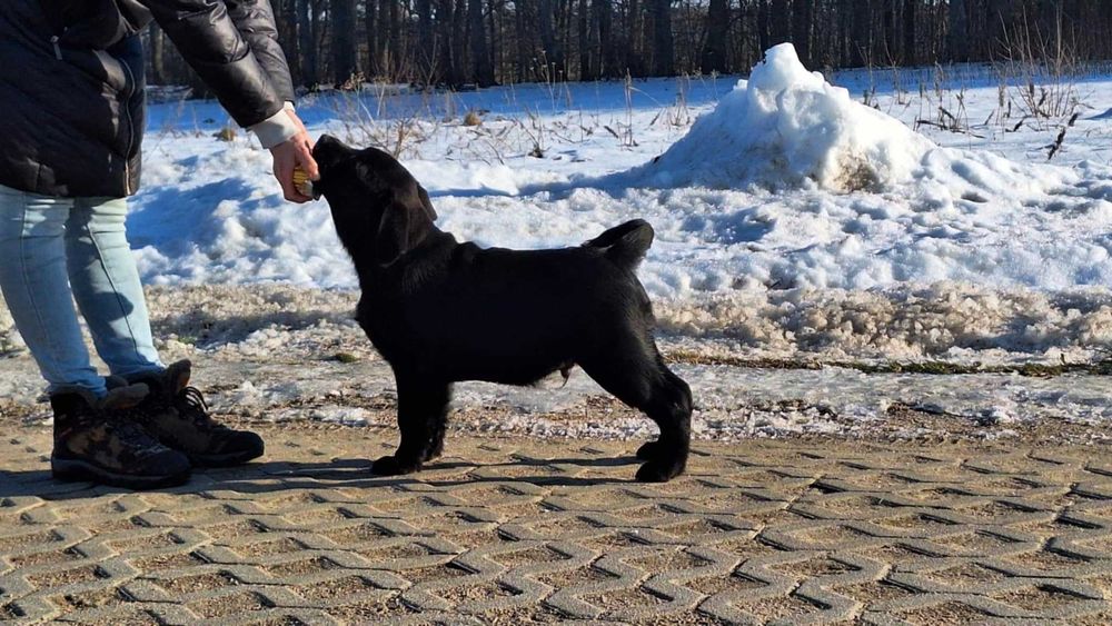 Labrador Retriever ZKwP piękne  szczenięta z domowej hodowli ZKwP FCI