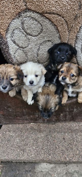 Віддам гарних цуценят тато пікінес