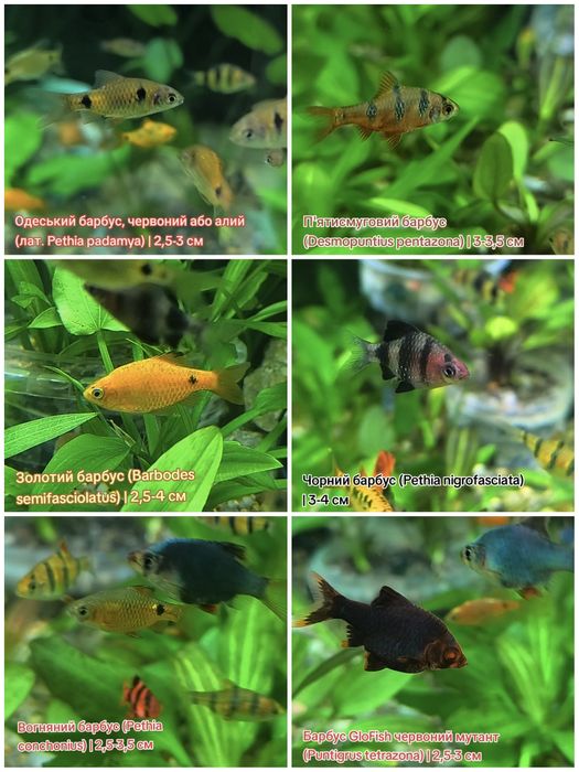 Барбуси, карпові