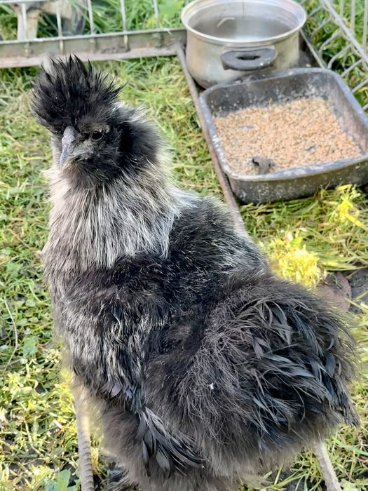 Silka kogut z lipca 2025