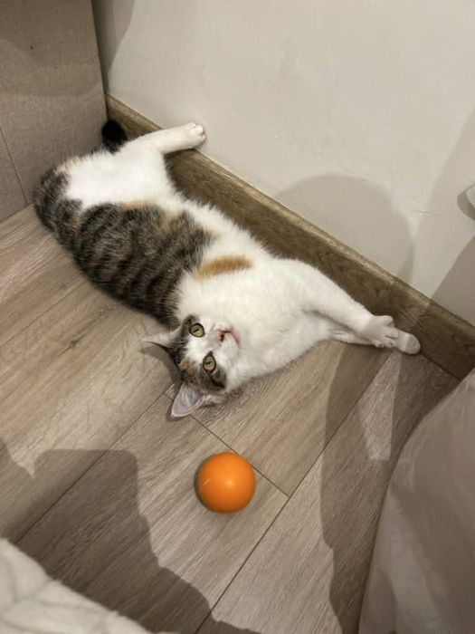 Mloda kotka ROZALIA szuka domu na zawsze