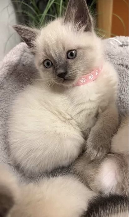 Віддаю сіамських кицинят