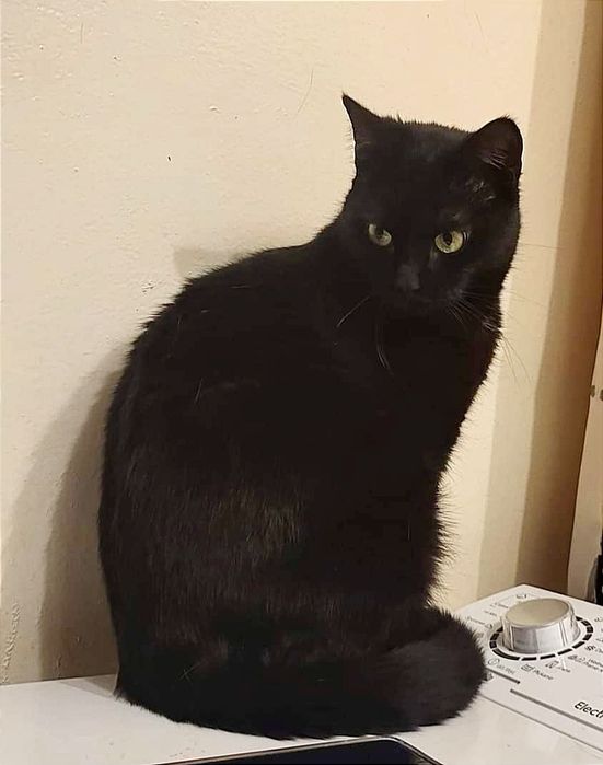 Czarna mama i dzieciaki