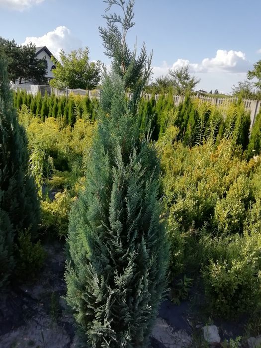 Cyprys Lawsona 200 cm wysoki w cenie 60 zł
