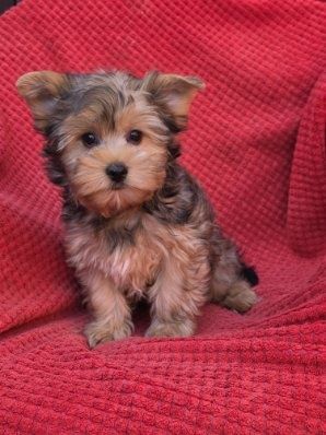 York piesek z metryką