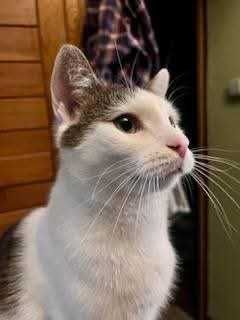 Historia smutna, ale koniec może być piękny. Adoptuj Filipa!