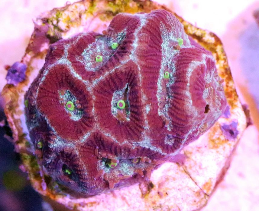 Favia NEUTRAL Koral Szczepka Akwarium FLUOLAMPS.PL WYSYLki