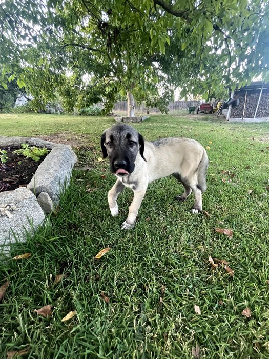 Cão KANGAL (Protetor de Gado)