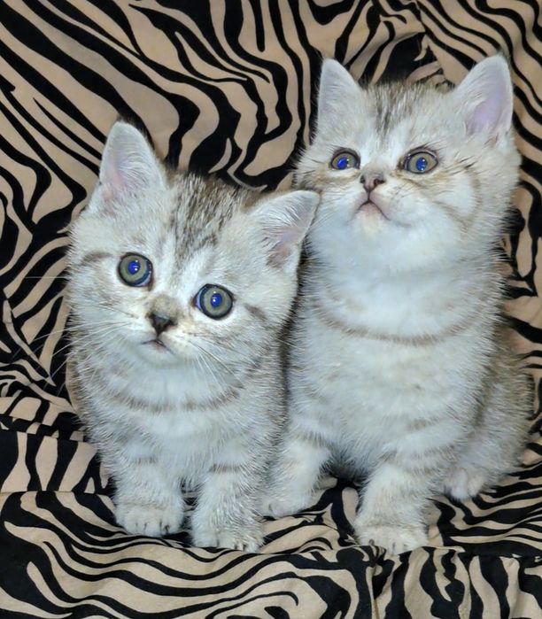 Шотландские прямоухие котята