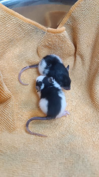 Декоративні Пацюки (щурики)