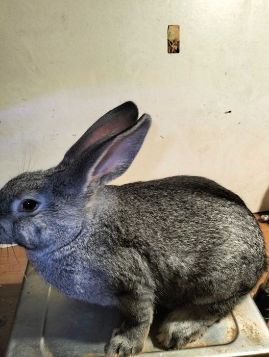 Кролики на плем'я, молодняк кроликів, шиншила