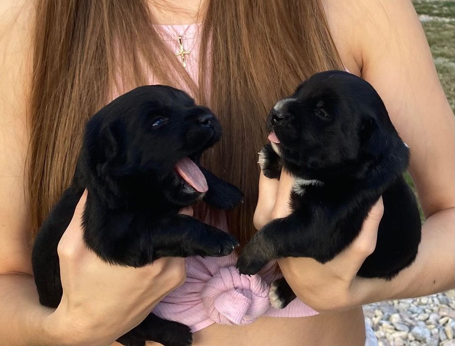 Цуценята дівчинка