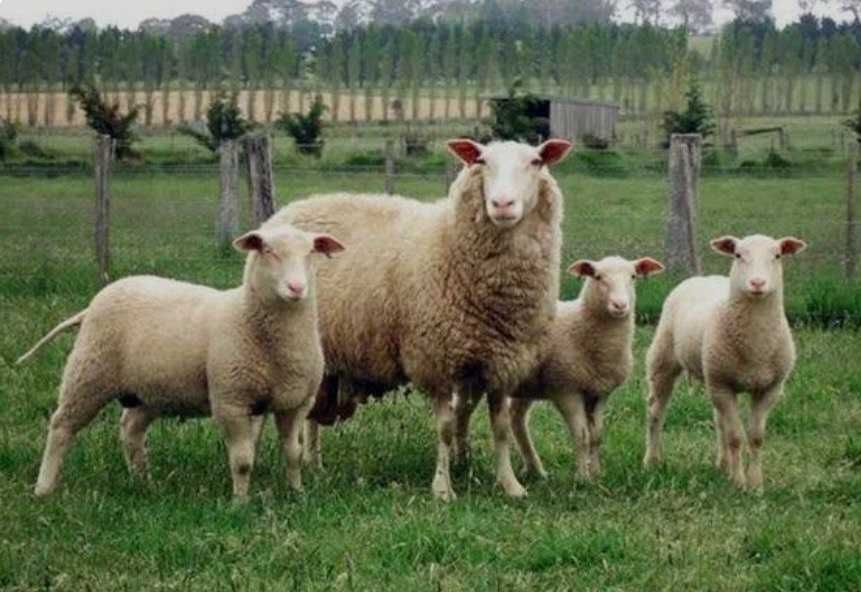 Закарпатські прості баранчики, вівці, ягнята продам до року