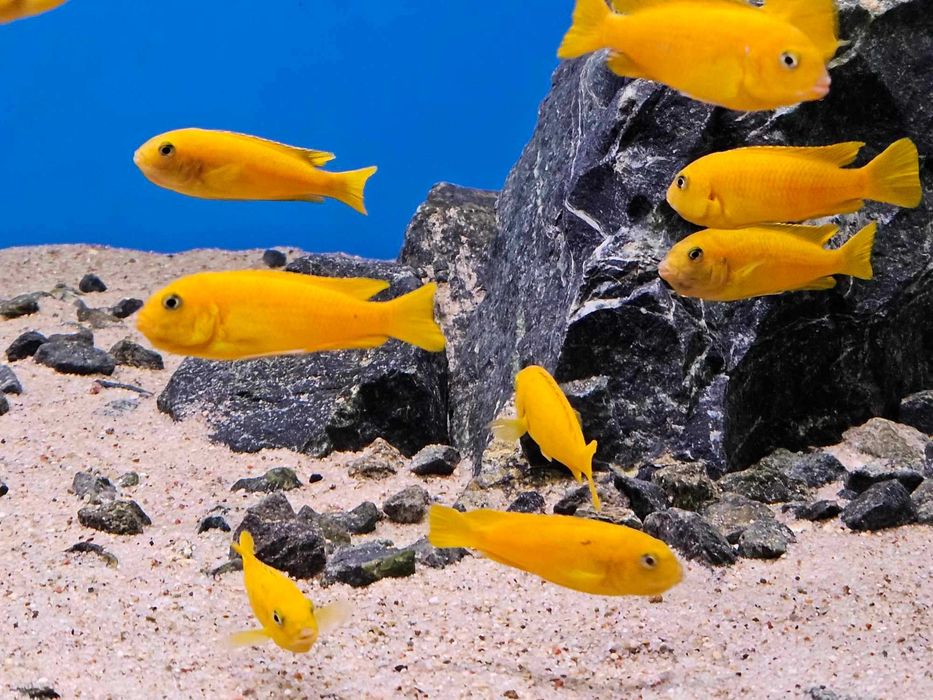 Chindongo Saulosi Taiwan Reef. Pyszczak z Malawi