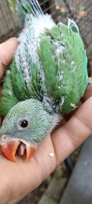 Ring necks verdes para criar á mão