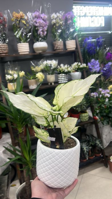 Аглаонема (Aglaonema) в наявності