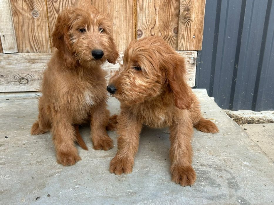 Sprzedam Suczkę Goldendoodle