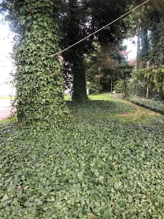 Bluszcz pospolity do ogrodów, ogrodzenia i balustrady