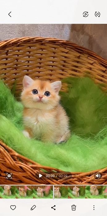 Шикарные детки золотая шиншилла