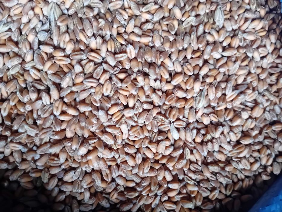 Pszenica ozima impresja