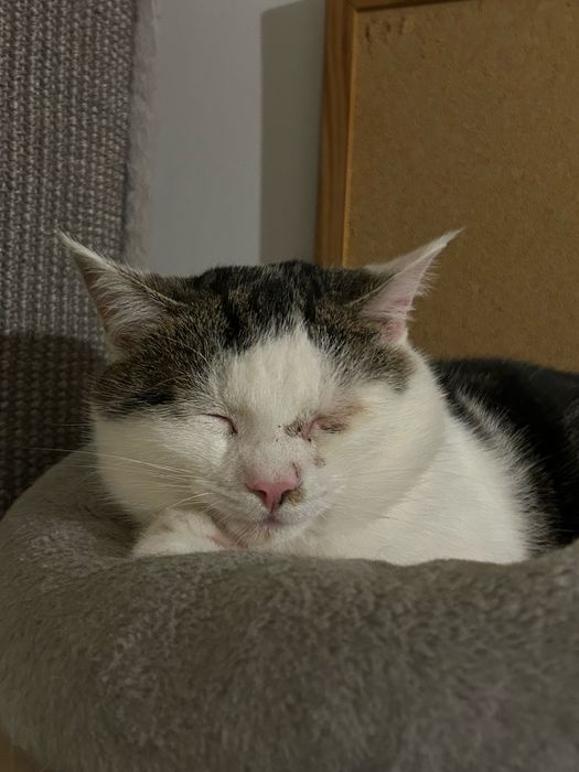 Mlody 6 miesieczny kocurek szuka domu