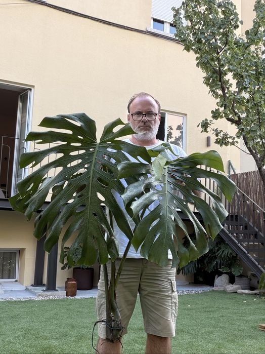 Monstera Deliciosa gigantea