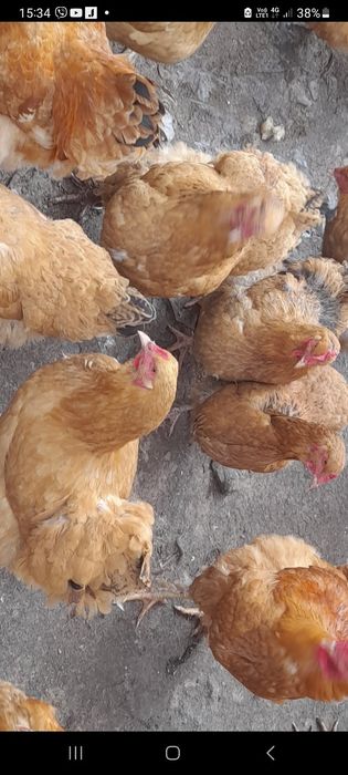 Кури породи Брама та Ждейський Гігант .маємо на продаж курочок несуться також цього річні підрощені напів курки.довідки за тел.