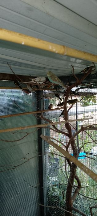 Aves piriquitos  novos o casal