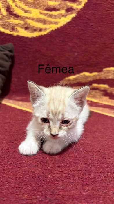 Gatinhos bebés com 2 meses