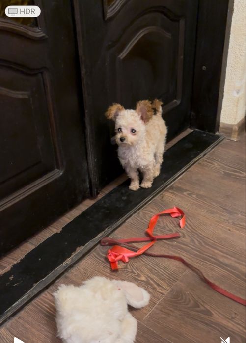 Дівчулька лапулька