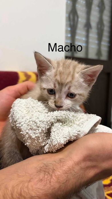 Gatinhos bebés com 2 meses