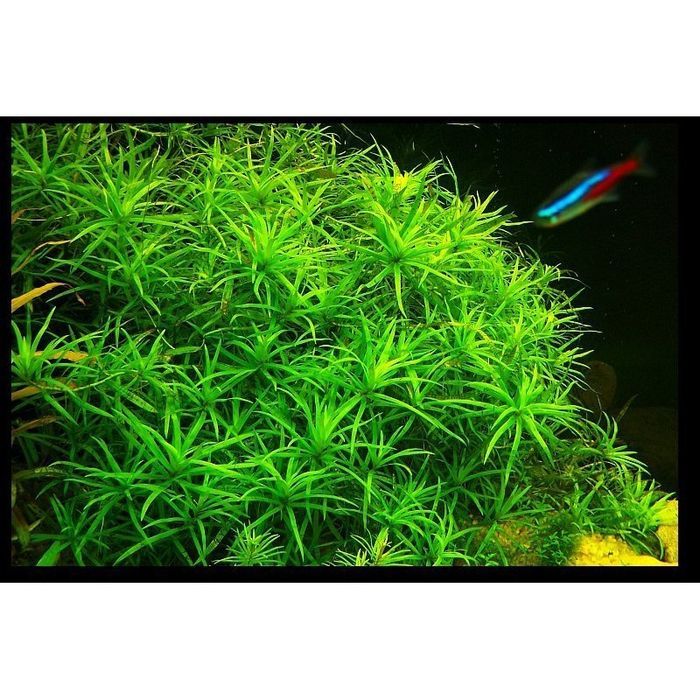 Heteranthera Zosterifolia