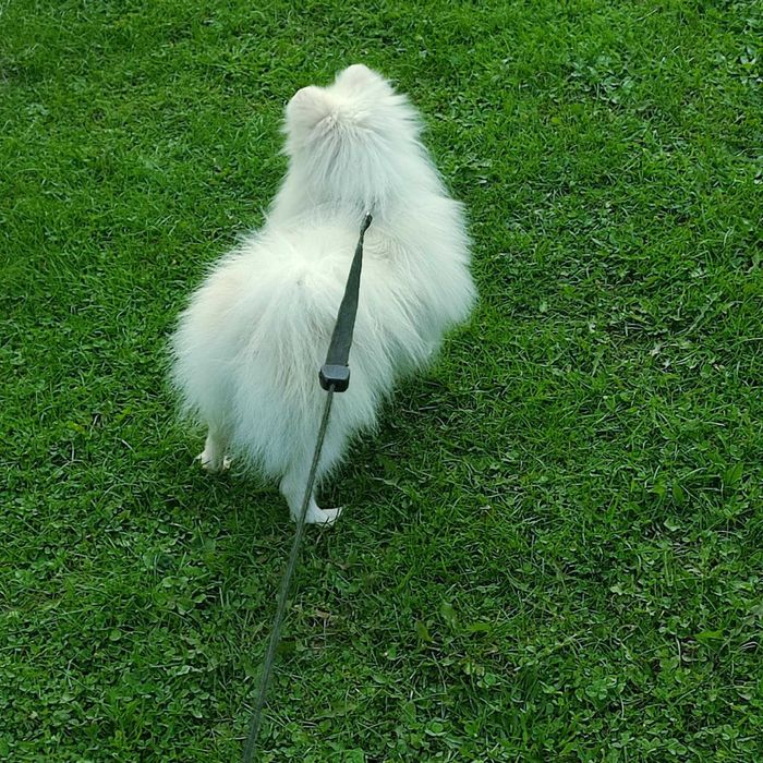 Szpic miniaturowy > młody samiec /paszport/szczepienia/kwarantanna .