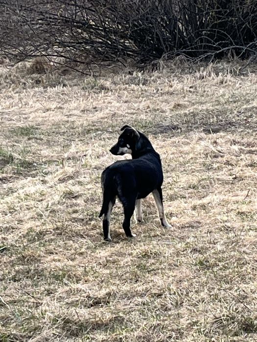 Цуценя дівчинка шукає дім